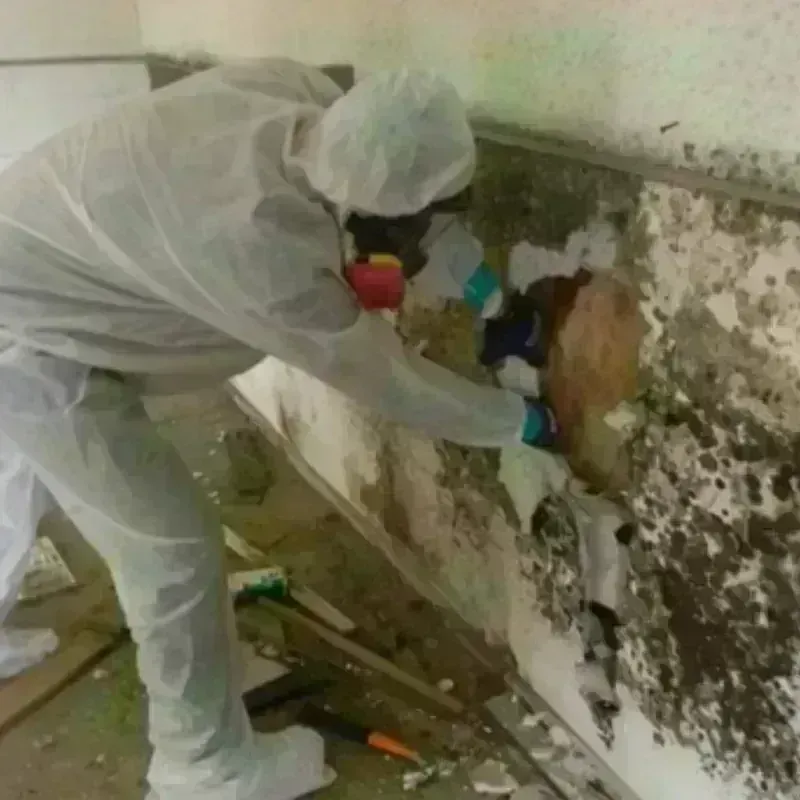 Mold Remediation and Removal in Buxton, ME